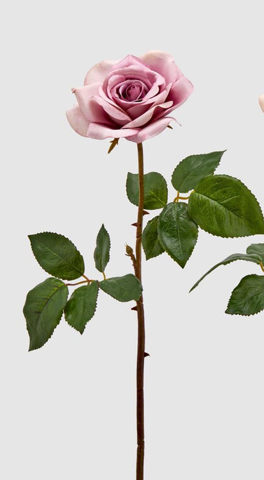 ROSA ROYAL RAMO H55