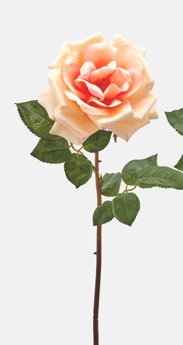 ROSA ROYAL APERTA H56